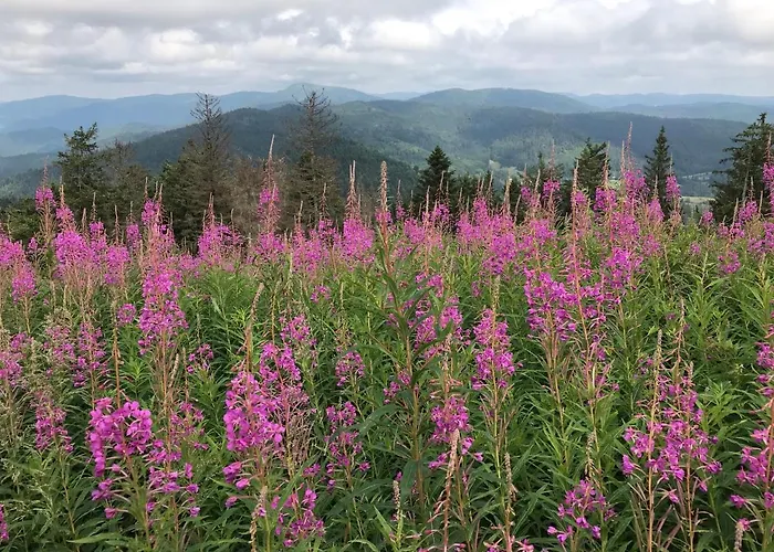 Serviced Hertingen *