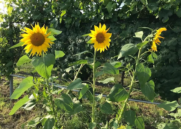 Serviced Hertingen Lejlighed *